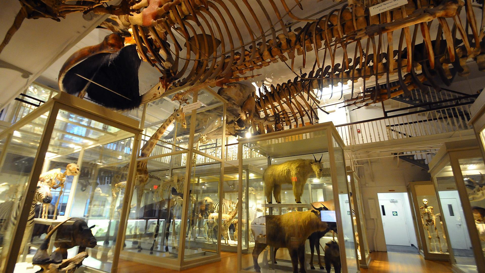 Museum with animals