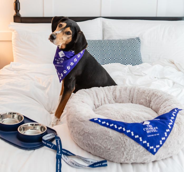 Dog in guestroom